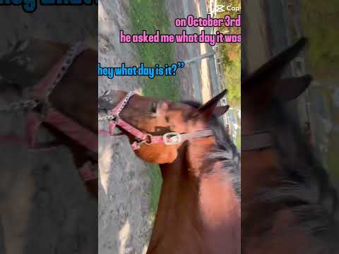 It’s October 3rd! 🎃 #meangirls #trending #equestrianjourney #horse #october #spookyseason #pony