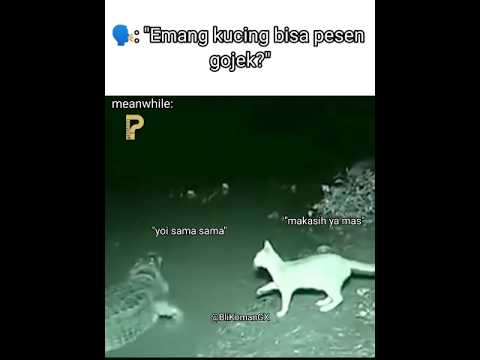 hewan pun punya gojek ๐ฟ #meme #kucing #binatang #gojek #shorts #shortsvideo #blikomang