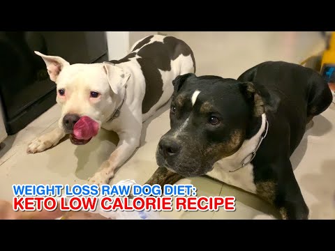 🐶🐶Weight Loss RAW DOG DIET: KETO LOW CALORIE RECIPE [ASMR] MUKBANG EP.01 of 2025 #lowcaldogfood