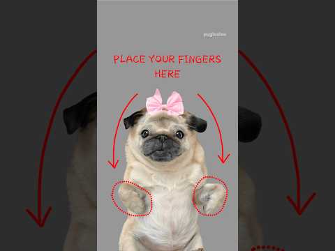 You’re in BIG trouble 👀🫵🏼 #pug #dog