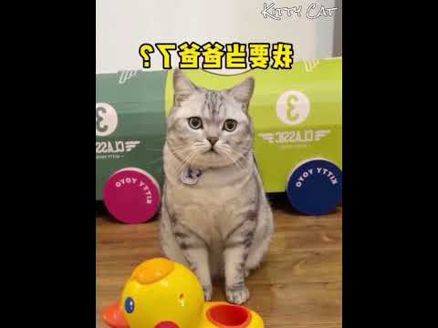 Kucing Ini Mengerami Telur Sampai Menetas 🐱