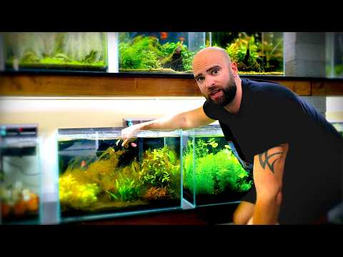 Diatoms & Melting Plants, Thriving Jungle Tank & Green Water Cure