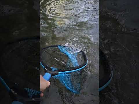 Catching Trout In Over Fished Waters! #Trout #Fishing #hookem