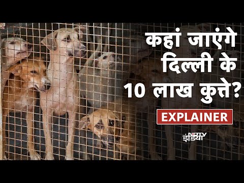 SC On Stray Dogs: अब Delhi में आवारा कुत्तों का क्या होगा..कहां मिलेगी पनाह?|Street Dogs |Dog Attack