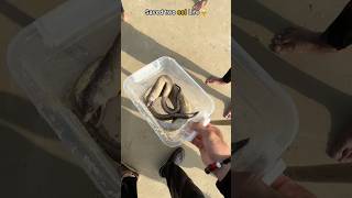 Two eels got a second chance at life in the ocean 🥹