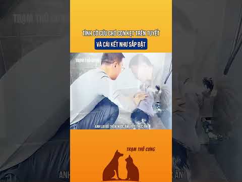 Tình cờ cứu chó con kẹt trên tuyết và cái kết như được sắp đặt #thucung #giaicuuchomeo #shorts