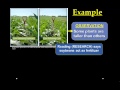 Scientific Method and Hypothesis Testing