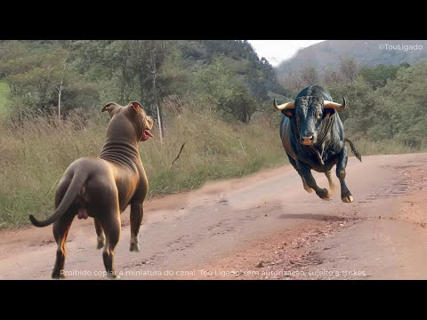 ESTE CACHORRO MEXEU COM  O BOI ERRADO