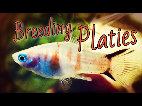 PLATY FISH BREEDING (All You Need to Know) Today I have prepared another video for you guys that is about one of the most successful fish on th