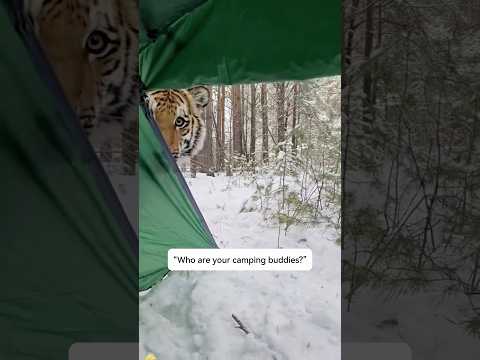 “Who are your camping companions?”⛺ #animals #camping #funnyanimals #cuteanimals