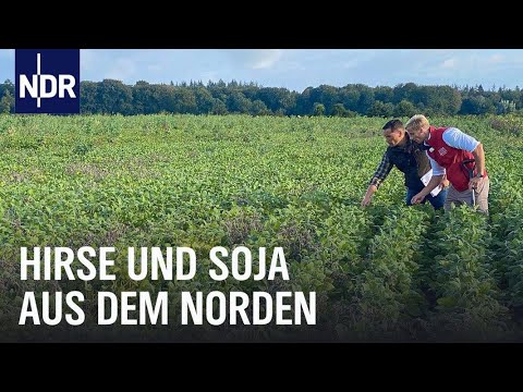 Hirse, Kichererbsen und Soja aus dem Norden | Die Nordreportage | NDR Doku