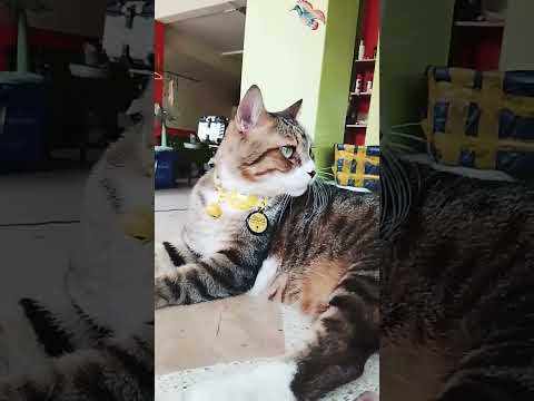 #ชอบจังออกนอกบ้านนอนฟังเสียงนก🤣🤣🤣