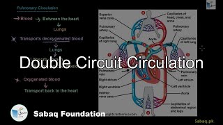 Double Circuit Circulation