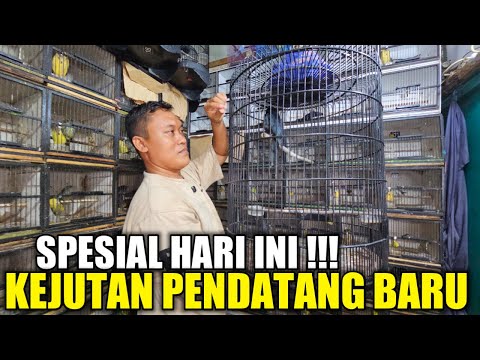 AKHIRNYA KETEMU ! KIOS BARU MERINTIS HARGANYA SUKA SUKA YG PENTING LAKU DIKIOS PASAR BURUNG PRAMUKA