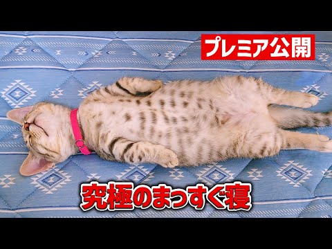 究極のまっすぐ寝を見せてくれた短足な子猫は今…！？