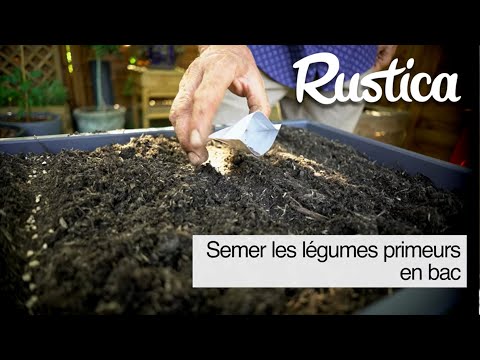 Mini potager au balcon : semer des légumes primeurs dans un bac