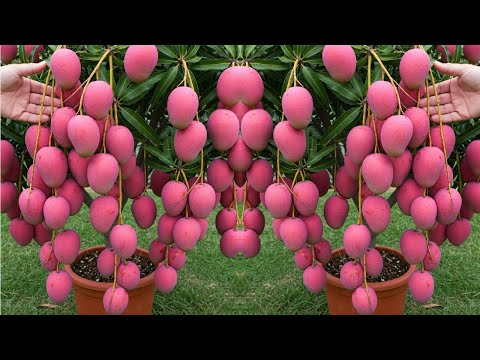 Grow Mango Tree from Cuttings: Secret to Fast Success!