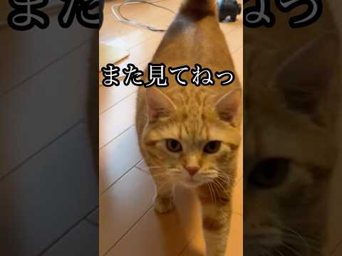 アメリカンショートヘア猫の日常動画｜癒しとほっこりのひととき サムネイル