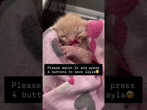 *URGENT: $200 Sponsorship Needed for Our Tiny Warrior Girl*She came to <strong>us</strong> at just 2 <strong>days</strong> old