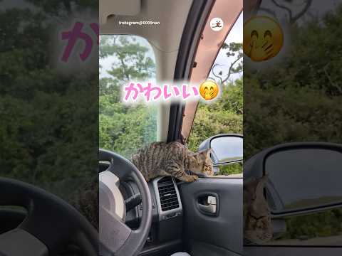 猫の動画サムネイル - 目を覚ましたらそこには…｜PECO