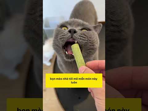 Đừng để mèo bị tắc lông rồi mới lo #shopthucung #fyp #pet #cat #dog #cute