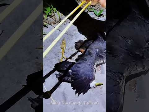 Đi săn quốc bằng ná cao su #sanbatmientay