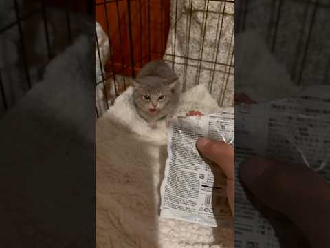 ￼Premier jour de socialisation avec le chaton 🥰 . #chat #catlover #chaton #chatfou #chatdrole