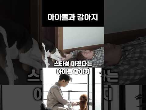 스타성 미쳤다는 아이돌 강아지