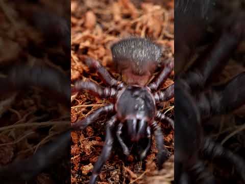 La araña sello #shorts #viral