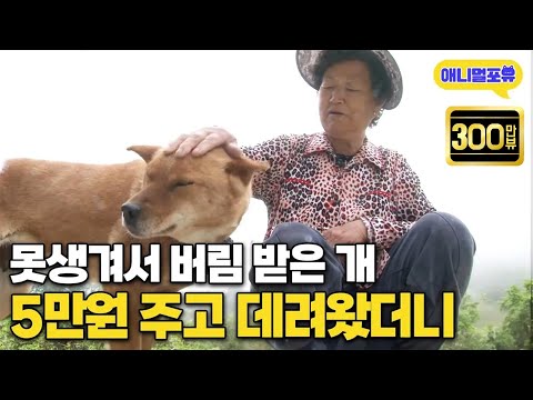 할머니가 단돈 5만원에 데려온 개, 알고보니 천재견이다! I KBS 반려동물극장 단짝 20150525 방송
