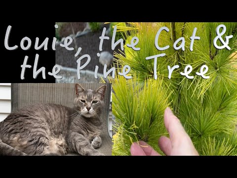 Louie the Cat & Louie the White Pine - In Memory Of.....