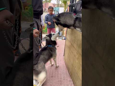 Shadow ki CRUSH🙈💕 #husky #dog #viral #cute #love