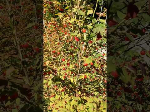 Harvesting the Red Huckleberry #foraging