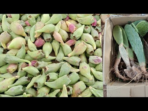 கள்ளிபழத்தின் மருத்துவ பயன்கள்