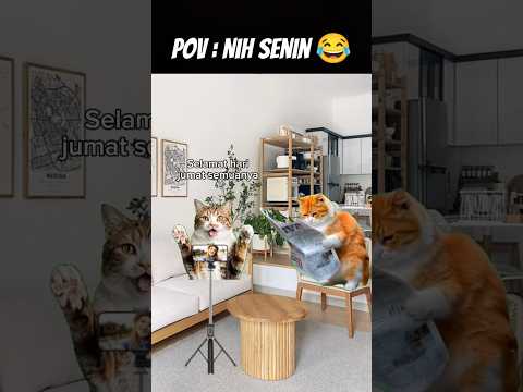 Pov : Nih Senin 😂 #meme #kucing #tranding #fypシ