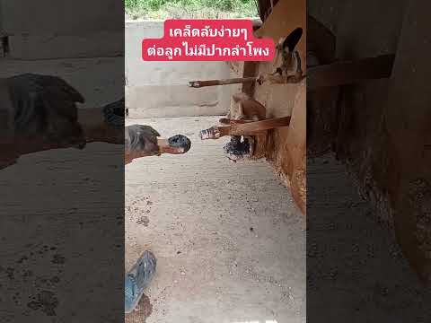 เคล็ดลับง่ายๆต่อลูกพ่วงไม่มีปากลำโพง #รถพ่วงรถบรรทุก #truck #dumptruck #transport #trailer