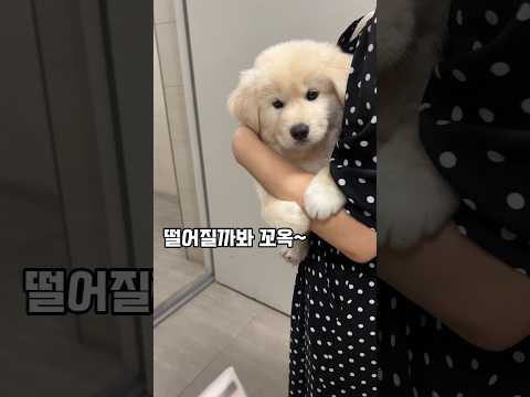 안으면 떨어질까봐 두 발로 힘줘서 꼭 잡는데 정말 귀여워요/예방접종 하러가요 #왕발 #포실이