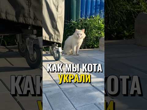 Как мы кота украли 🙀 #питомцы #кот #кошка