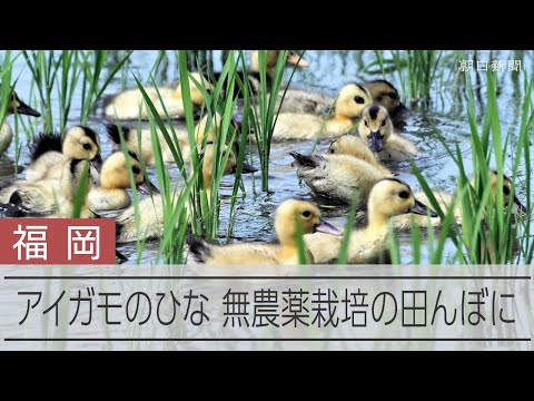 「かわいい！」　無農薬栽培の田んぼにアイガモのひな、園児たち歓声