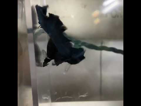 Steel blue male betta Possible show fish for October