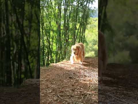 P1生活忙忙碌碌，无声的父爱总在负重前行#golden #dad #cute #warmth #shorts