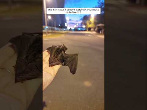 This man rescued a baby bat stuck in a wall crack and adopted it #animalshorts #shortsvideo