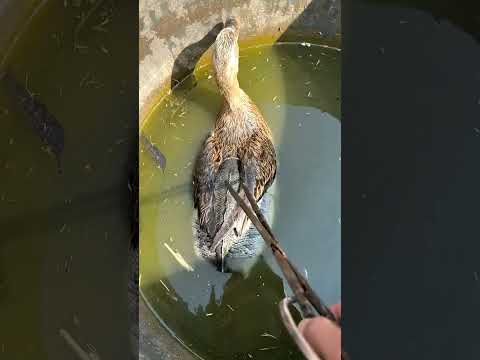 When it gets cold, ducks know to wear leather jackets