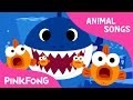 Shark Family Song Questions
