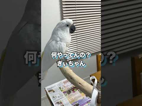 実はめっちゃ気になってるオウム #shorts