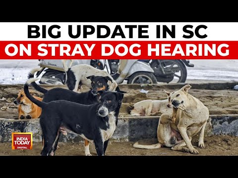 Supreme Court's Stray Dog Order: No Urgent Stay, Critics Told To File Affidavits | India Today News