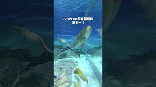 アクアワールド茨城県大洗水族館 #水族館 #夏休み #遊び場 #子連れおでかけ #茨城県