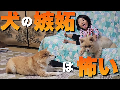 15歳のポメラニアンがチヤホヤされ、嫉妬に狂ってブチギレる柴犬