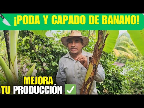 Cómo PODAR y CAPAR el BANANO para Aumentar la Producción ✅