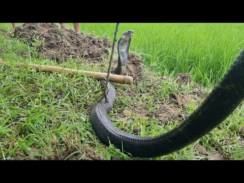 Tập 346 : Con Hổ Đất Này Giờ Kêu Là Con Khủng Long Chứ Không Còn Hàng Khủng Nữa Rồi | Mười Thương SB